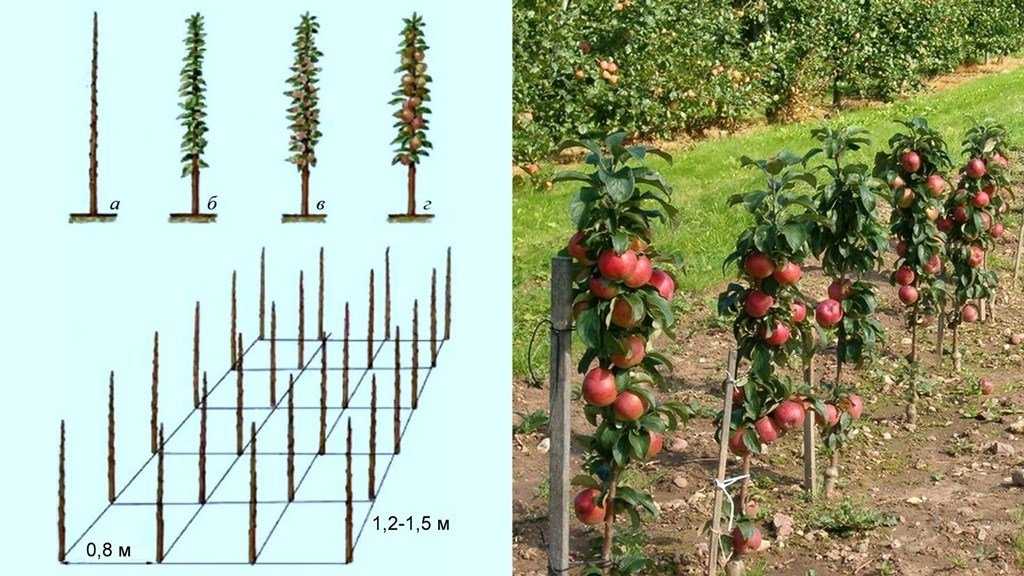Все о колоновидных яблонях: урожайность, корневая система, срок жизни, нужна ли пара