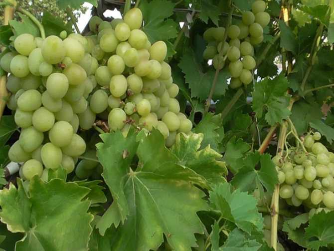 Виноград тимур. описание и характеристики. отзывы виноградарей о сорте