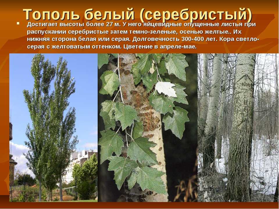 Виды тополя (55 фото): душистый и лавролистный, берлинский и осиновидный, колоновидный и другие разновидности деревьев в россии и других странах
