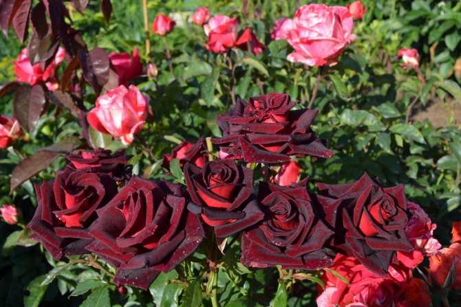 Томат дикая роза: описание сорта, отзывы, фото, урожайность | tomatland.ru