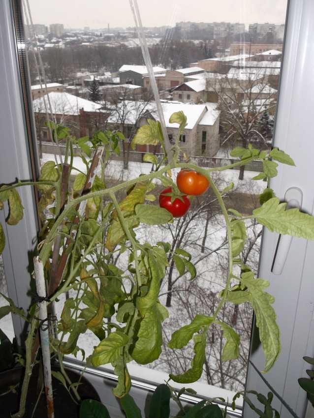 Как вырастить помидоры на подоконнике или балконе