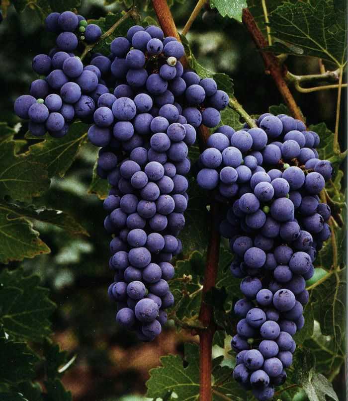 Сорт винограда каберне