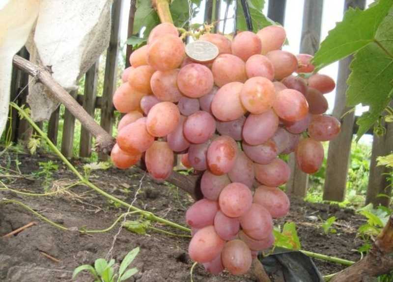 Виноград кишмиш 342: описание сорта, отзывы садоводов, преимущества и недостатки, особенности выращивания