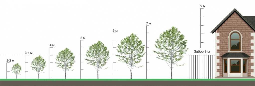 Сколько живет дуб? сколько лет он растет и как быстро? продолжительность жизни деревьев в россии и мире. до какого возраста может прожить дуб?