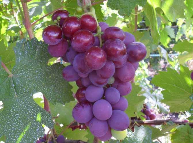 Виноград виктор: характеристика и описание сорта, посадка и уход