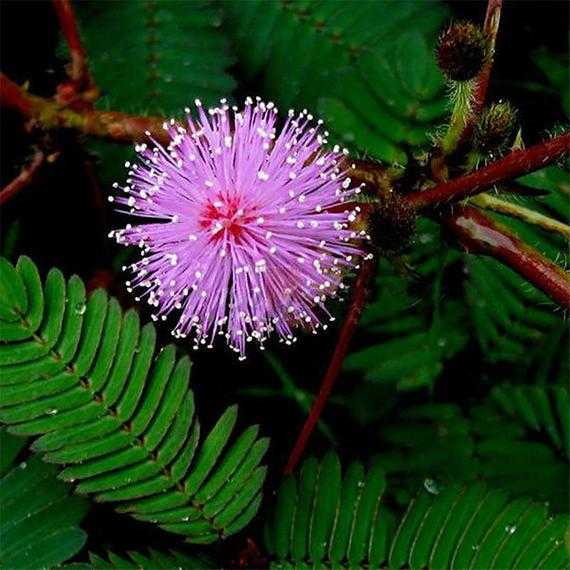 Цветок мимоза – как выглядит, когда цветет, особенности разных видов