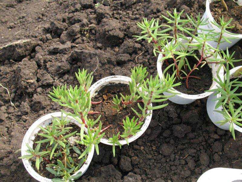 Как выращивать гречиху на даче и приусадебном участке: посадка и уход в открытом грунте, фото