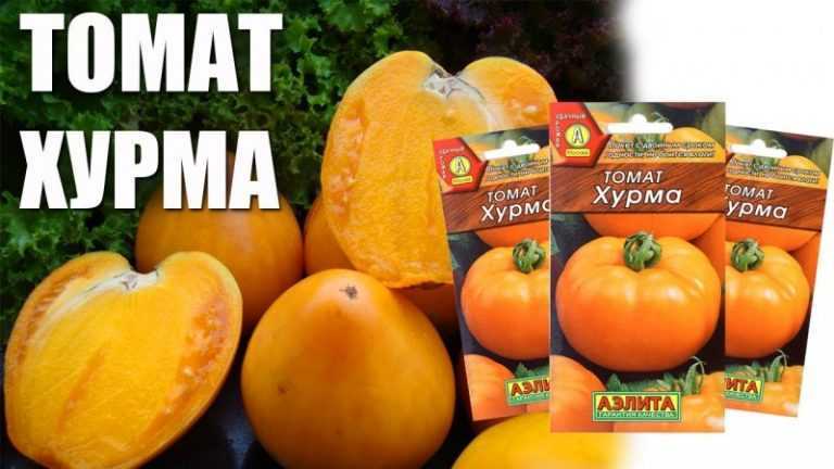 Сорт томата хурма – характеристика и описание, отзывы, фото