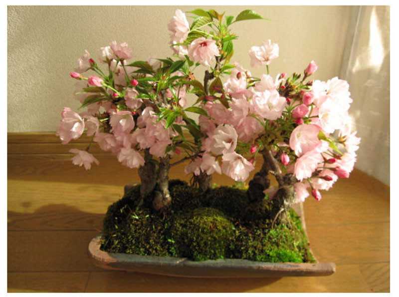 Бонсай из сакуры: как вырастить из семян японской сакуры бонсай в домашних условиях? в какой грунт лучше садить дерево? как правильно ухаживать?