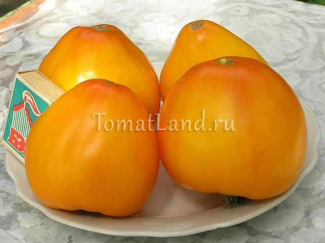 «золотые купола» — сорт помидор с крупными плодами