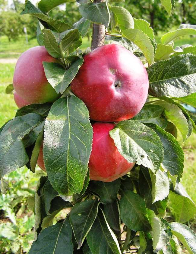 Колоновидная яблоня медок: описание сорта и характеристики. когда собирать и снимать на хранение? особенности и выращивание, обрезка и сроки созревания