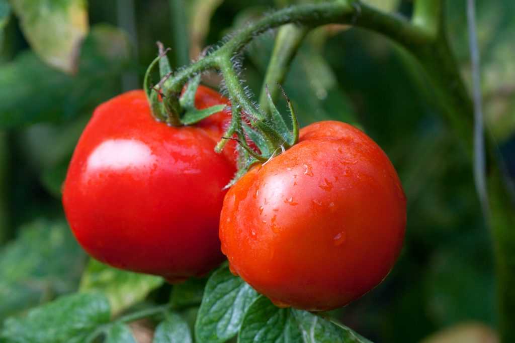 Сорт подмосковный. Семена томатов Челябинской селекции самые урожайные сорта на 2021 год. Помидоры для открытого грунта. Томаты для Подмосковья. Хорошие помидоры для открытого грунта.