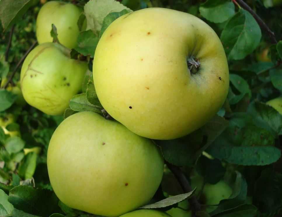 Яблоня антоновка: особенности сорта и ухода - сорта яблонь: полный каталог