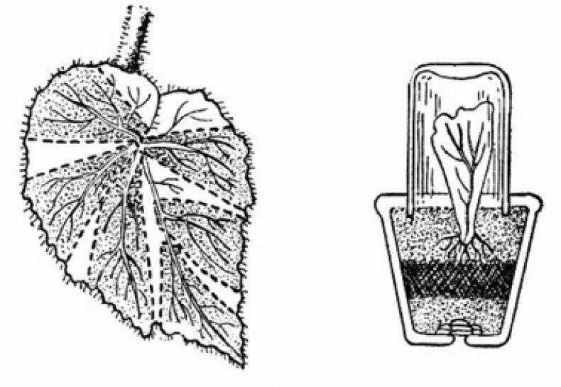 Как размножить фикус? как размножать крупнолистный фикус листом в домашних условиях? как его укоренить? размножение семенами и другие способы