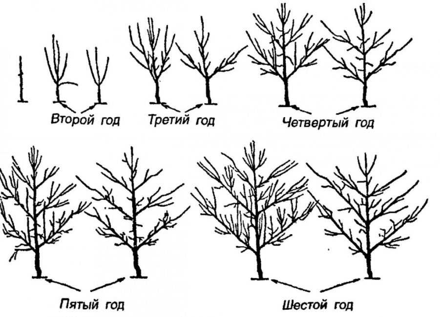Обрезка плакучей ивы: как подстричь правильно кроны, когда можно проводить формирование, как ухаживать за деревом после стрижки
