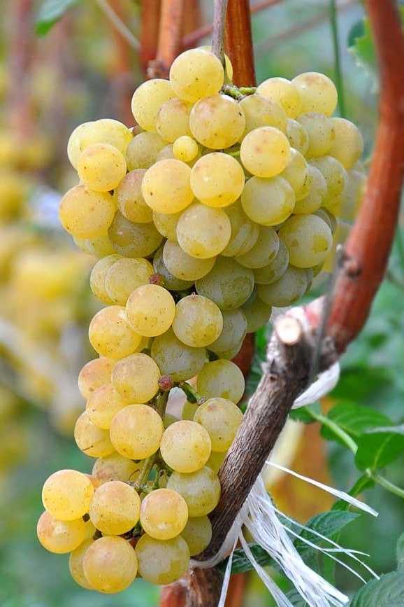 Виноград цитронный магарача, описание сорта, фото