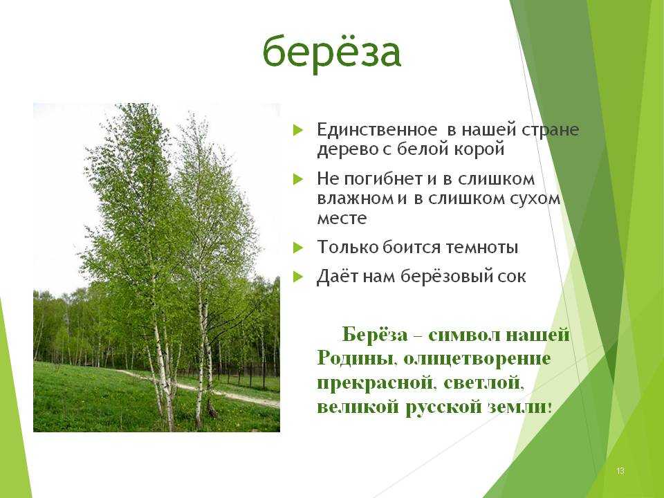Виды берез: популярные сорта в россии, описание, где растет и фото