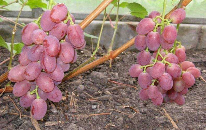 Описание сорта и особенности выращивания винограда «румба»