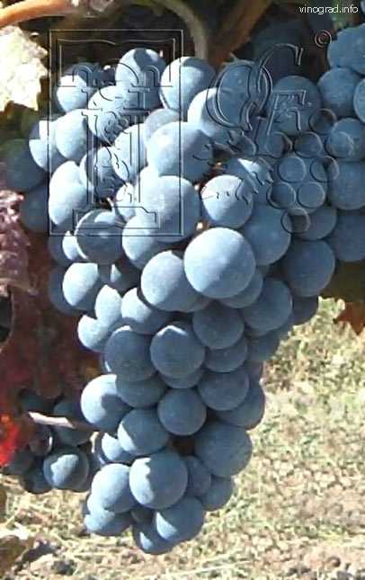 Виноград зилга