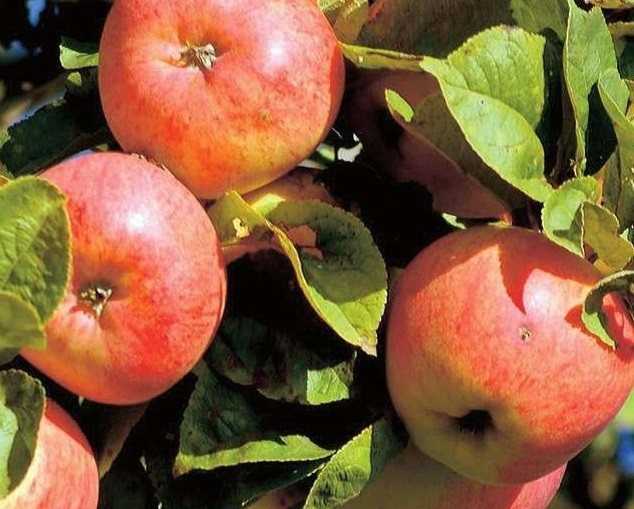 Описание сорта яблони яблочный спас: фото яблок, важные характеристики, урожайность с дерева