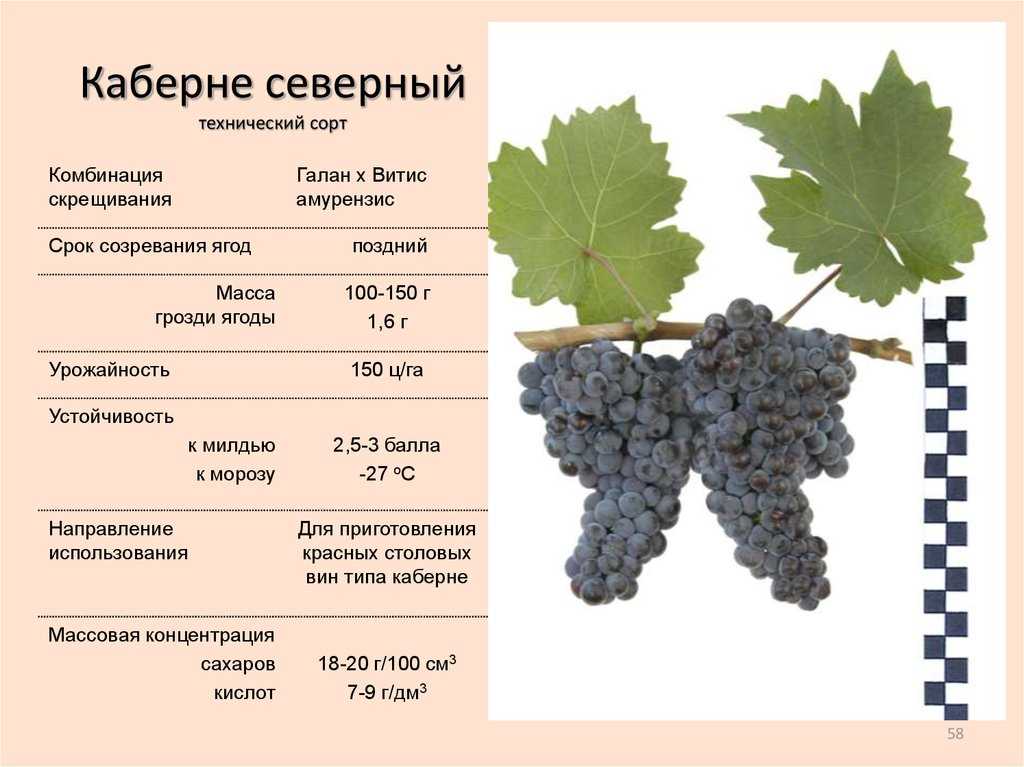 Девичий виноград пятилисточковый: описание и выращивание