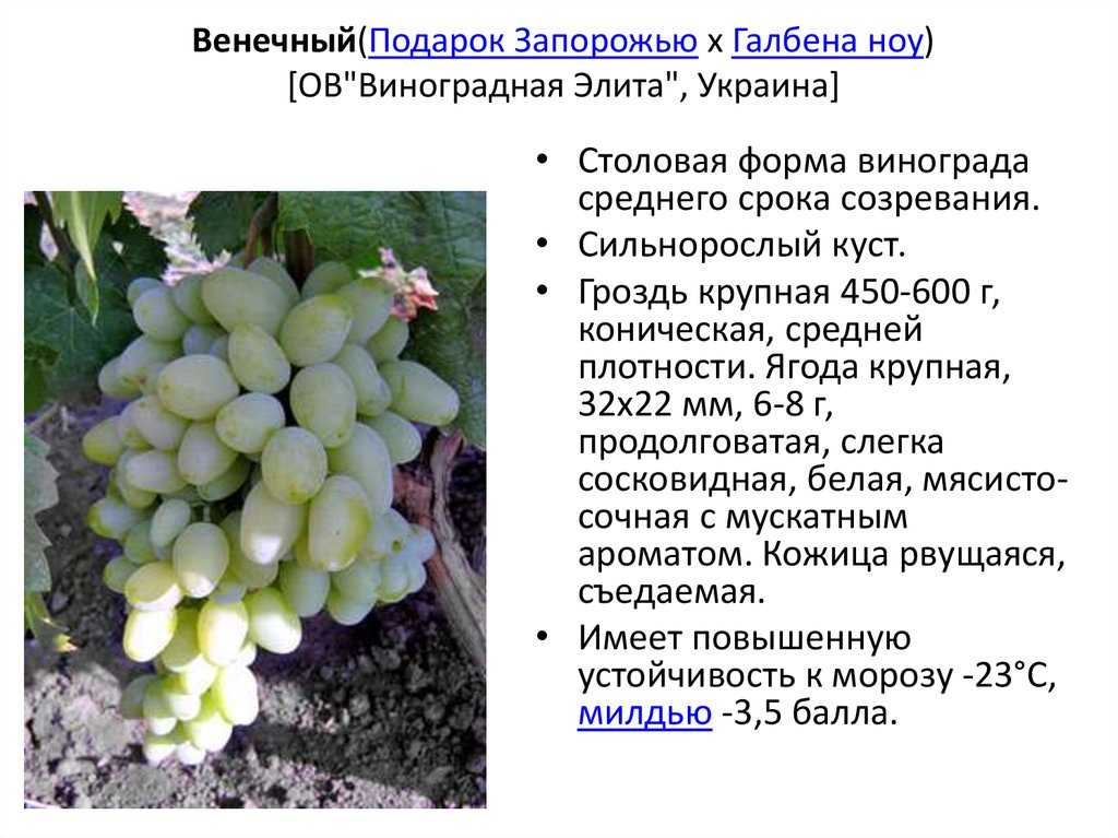 Виноград оригинал: описание сорта и характеристики, выращивание и урожайность