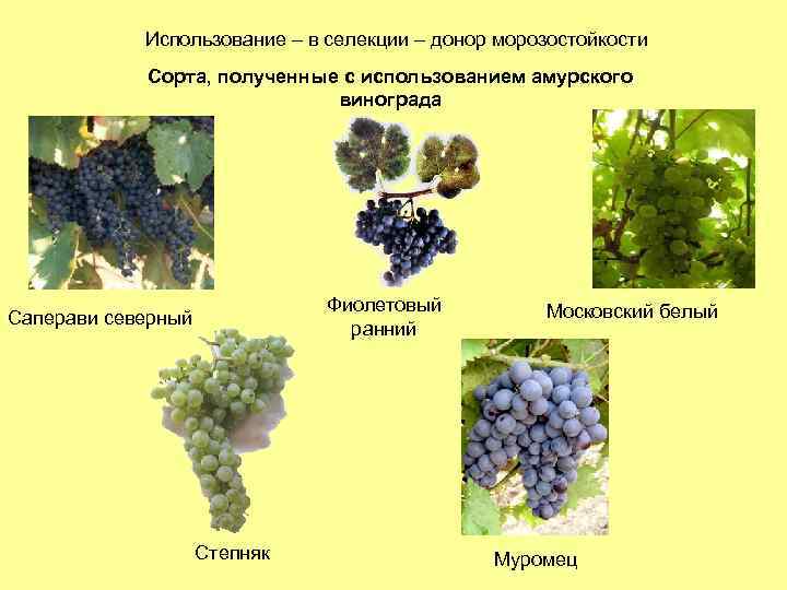 Виноград румба: описание, фото и отзывы