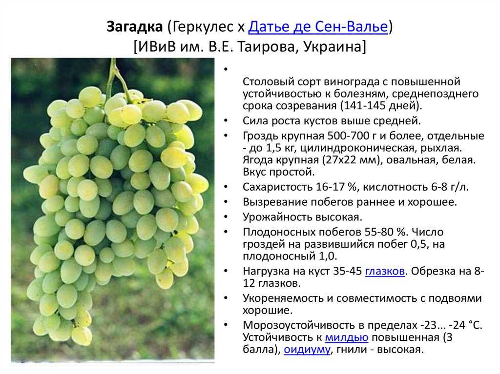 Виноград шардоне