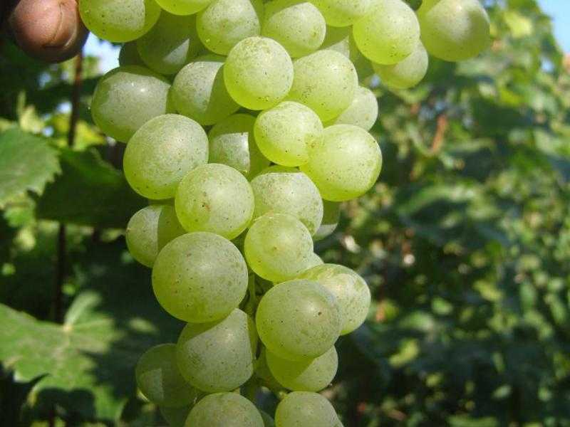 Виноград амурский белый: описание и характеристики сорта, особенности ухода и фото