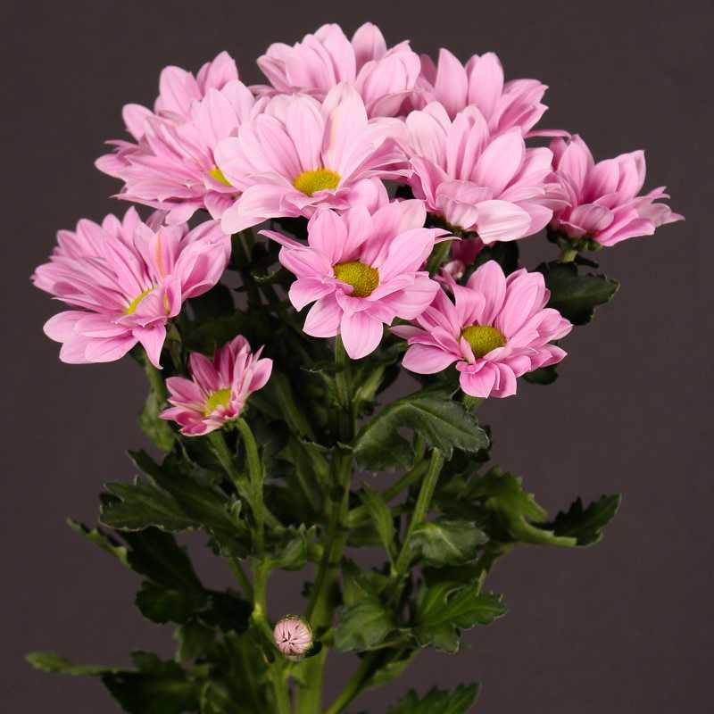 Розовые хризантемы (37 фото): описание кустовых «гранд пинк» и «стилист пинк», «розовый фламинго» и «мемфис розовый», «холидей пинк» и других сортов