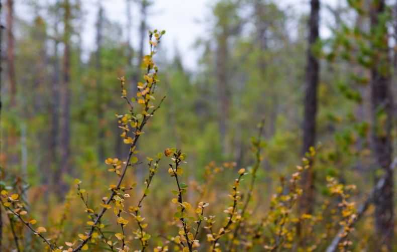 Purpurea - береза повислая, бородавчатая, плакучая - береза - лиственные деревья - каталог растений - ruspitomniki.ru