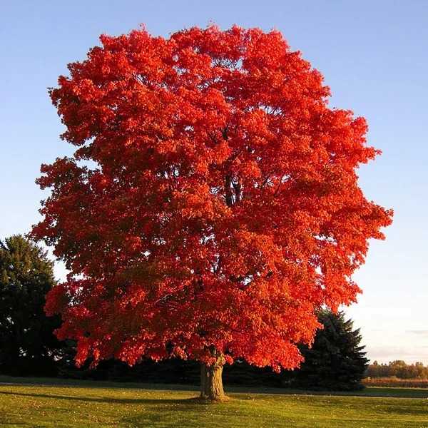 ✅ красный дуб фото в ландшафтном дизайне. дуб красный: описание и фото дерева - cvetochki-ulyanovsk.ru