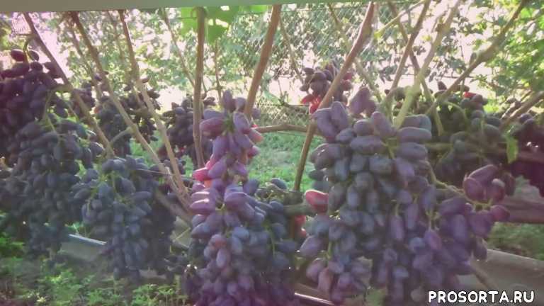 Виноград кишмиш 342: фото и описание сорта, выращивание и уход, видео