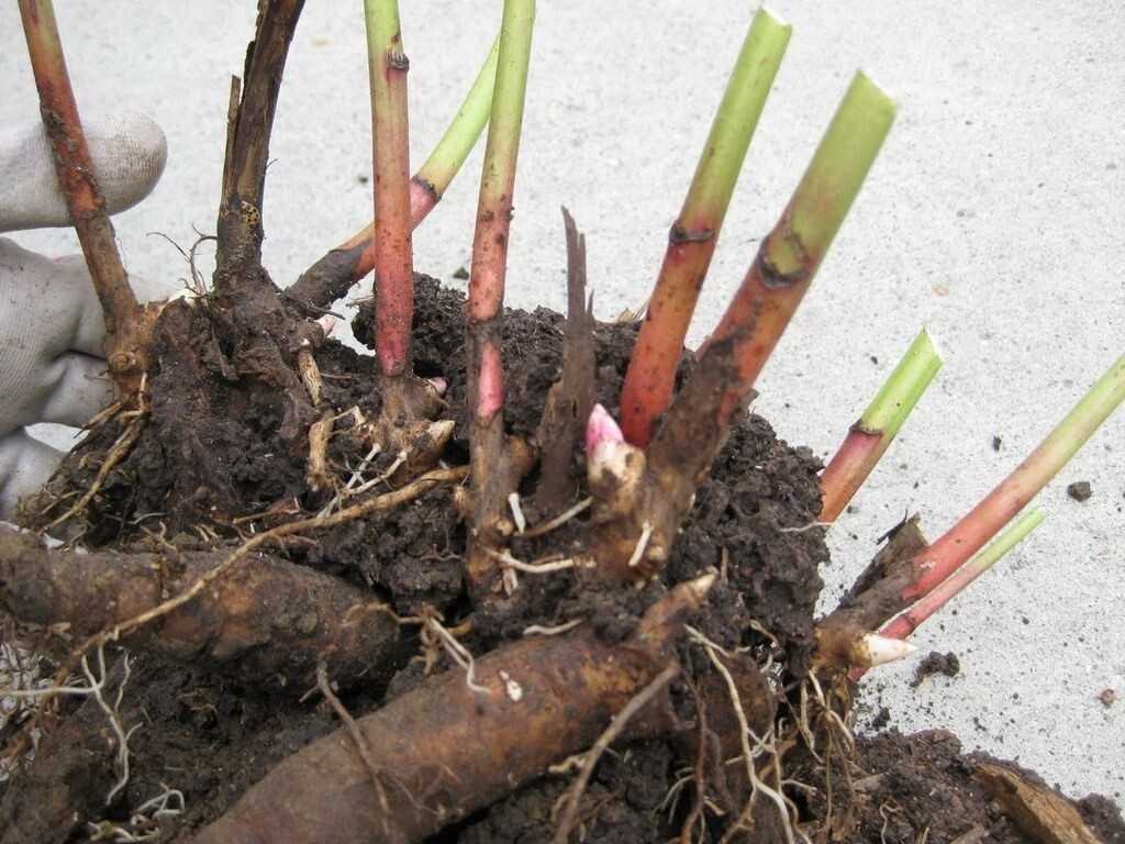 Размножение пионов: как правильно размножать стеблевыми черенками, делением