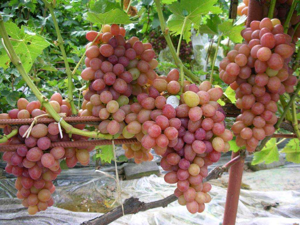 Виноград румба: описание сорта, фото, урожайность, отзывы