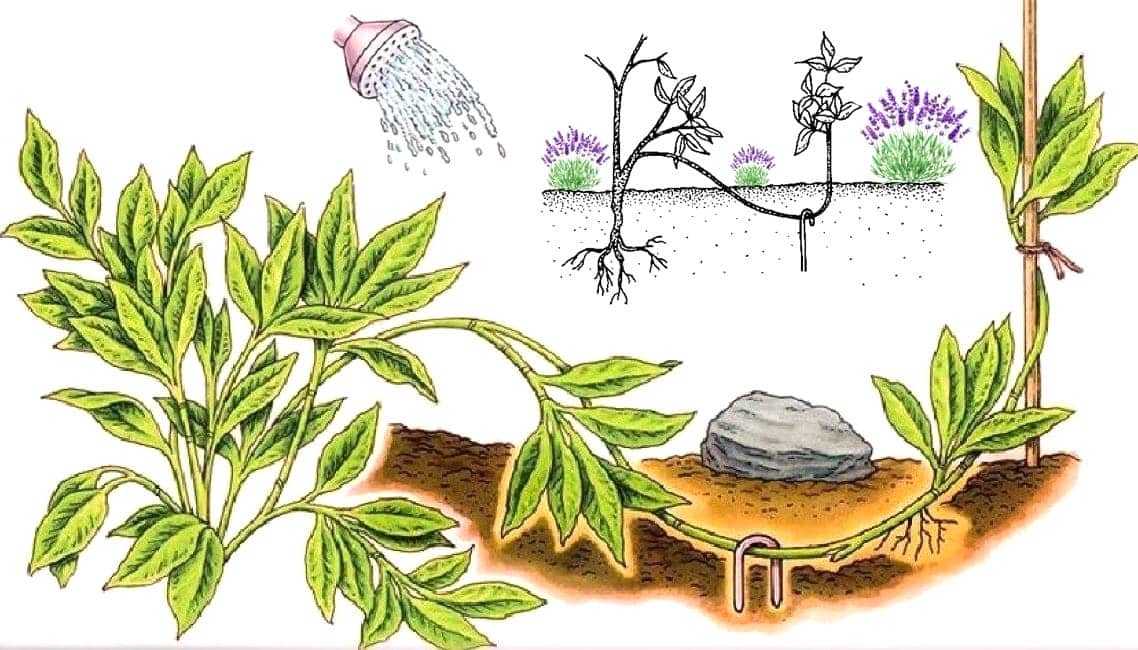 Посадка кизила и уход за ним: как правильно сажать и ухаживать за растением, обрезка кустарника