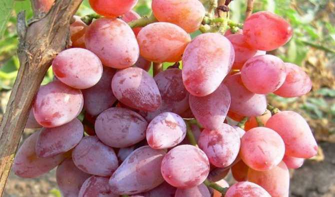 Описание сорта винограда «тимур»