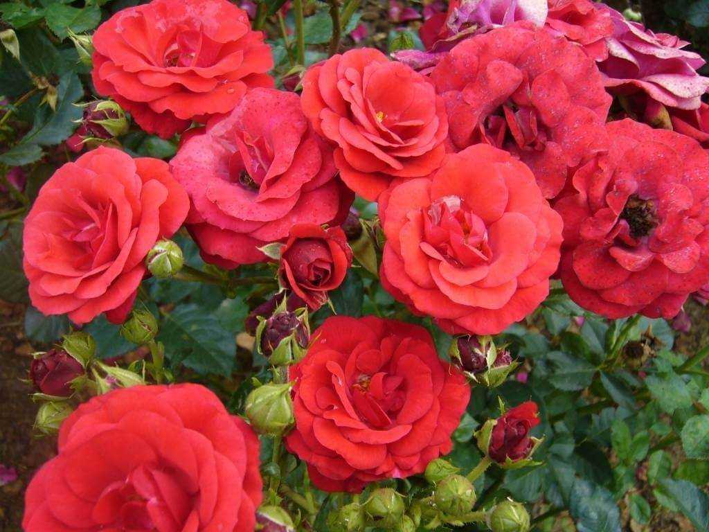Томат дикая роза: характеристика и описание сорта, отзывы, фото – сад и огород своими руками