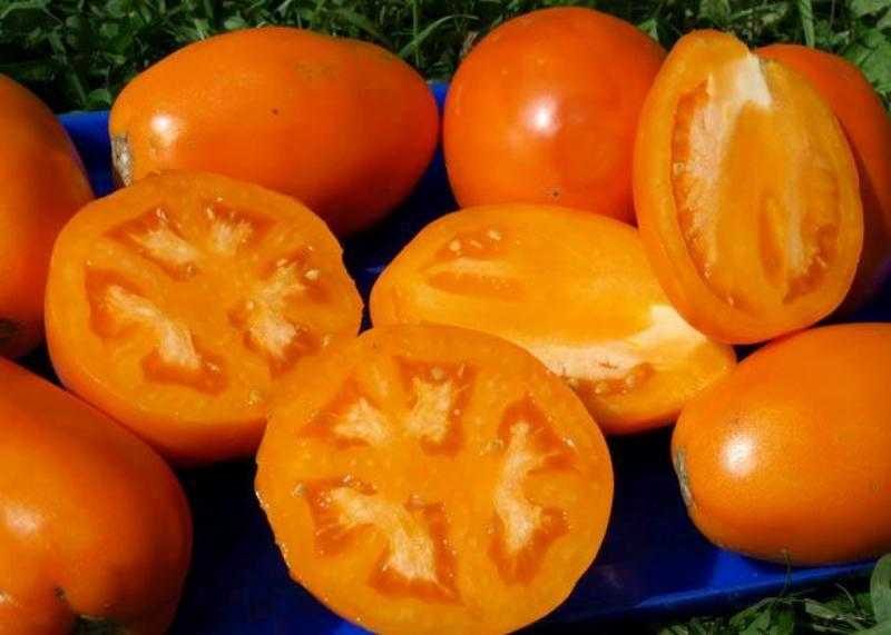 Богатый урожай, изумительный вкус и яркий цвет — томат «кенигсберг золотой» и руководство по его выращиванию