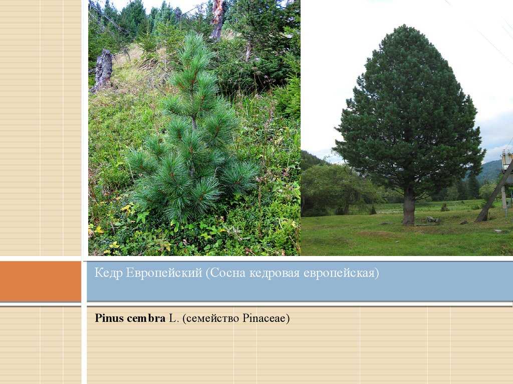Чем отличается сосна от ели: описание и сравнение деревьев