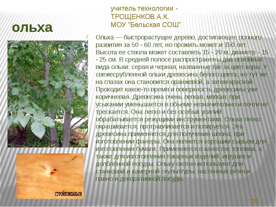 Ясень: фото дерева и листьев, описание, разновидности и интересные факты - sadovnikam.ru