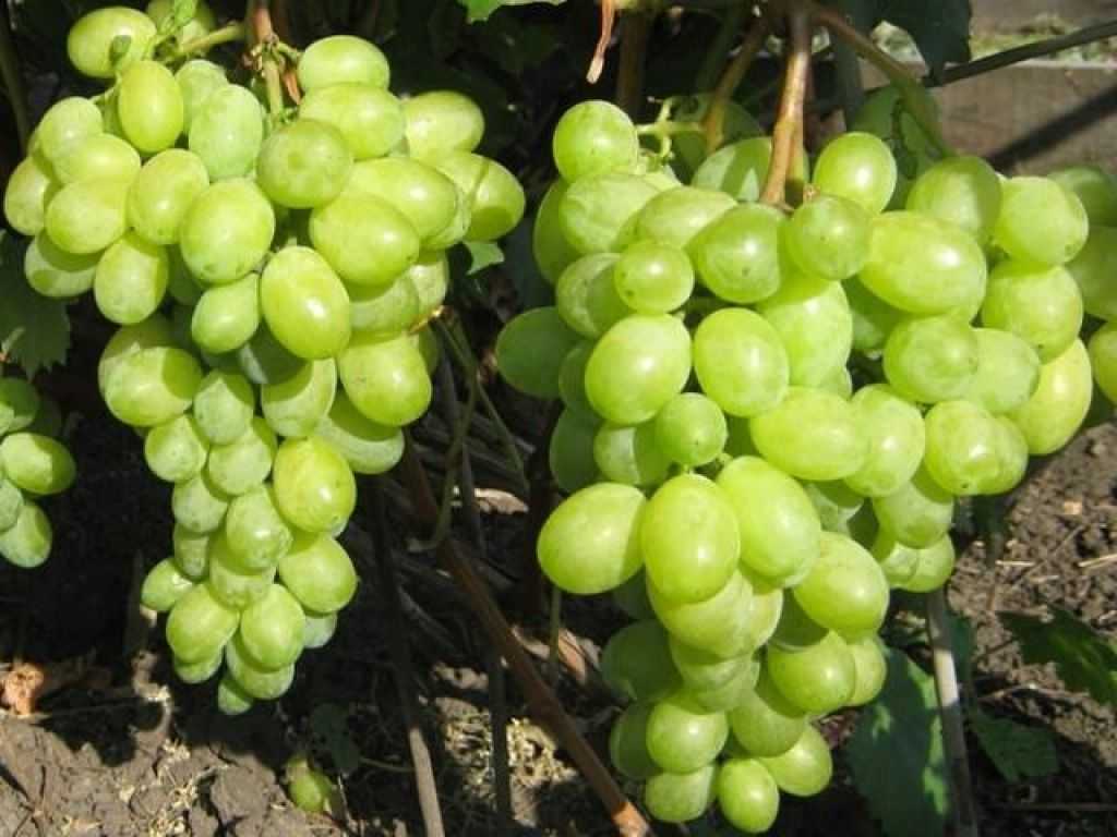 Виноград тимур розовый: описание и характеристики сорта, особенности ухода и фото