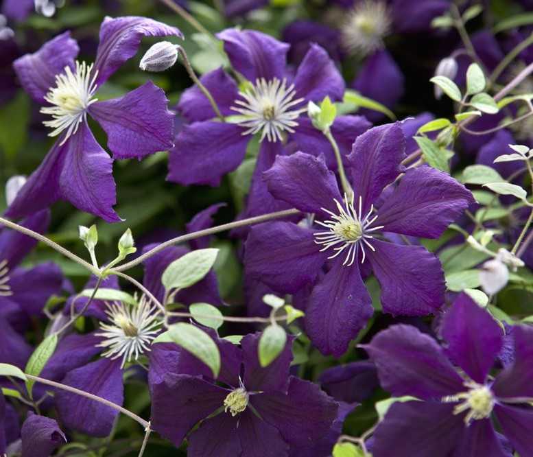 Клематис с фиолетово синими цветками