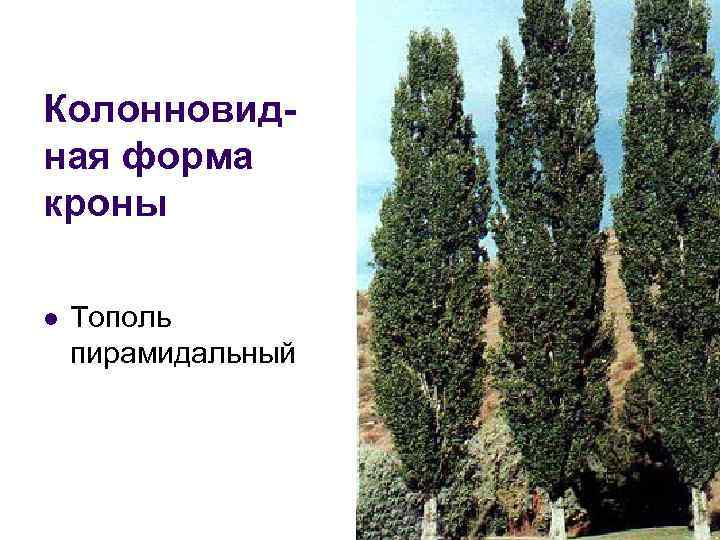 Как растет дерево авокадо: особенности роста, уход за растением и фото - sadovnikam.ru