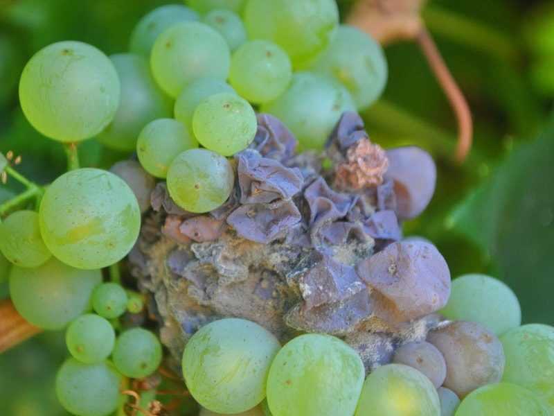 Виноград кишмиш 342: описание сорта, отзывы садоводов, преимущества и недостатки, особенности выращивания