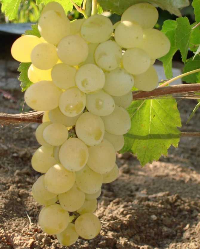 Виноград лора: характеристики и описание сорта, обрезка винограда лора