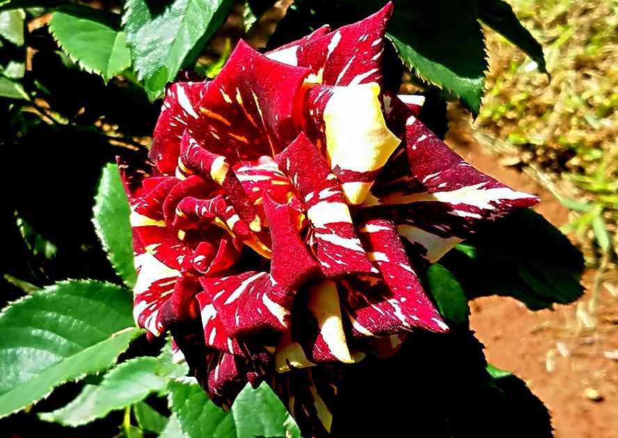 Томат дикая роза: описание и характеристики, особенности посадки и выращивания, болезни и вредители, достоинства и недостатки