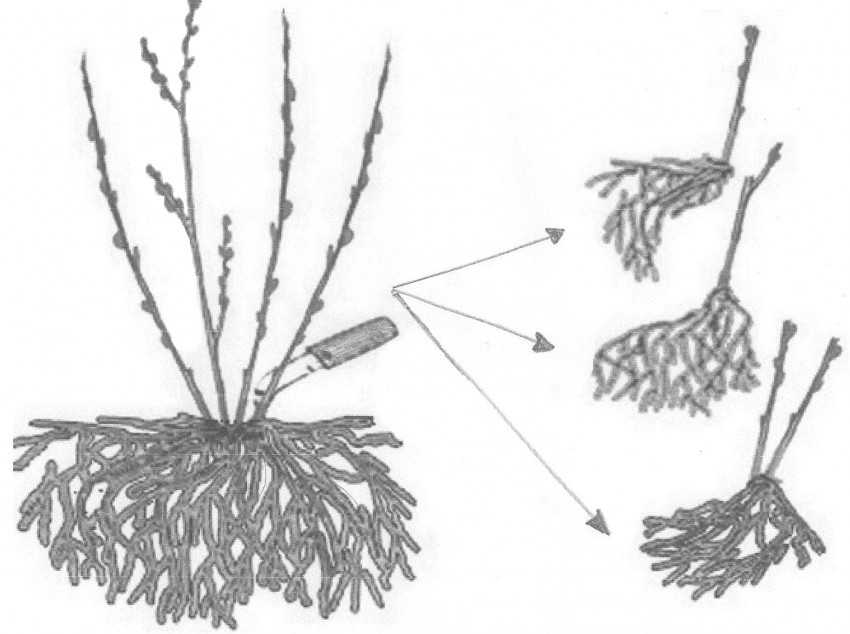 Как размножить декабрист? размножение цветка листами, черенками и семенами в домашних условиях? как рассадить и укоренить комнатное растение?