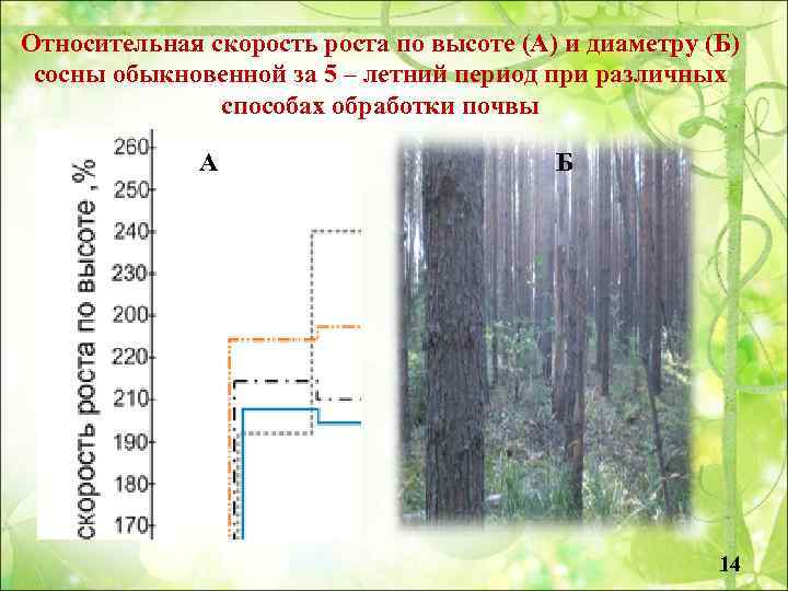 Сколько лет живет береза? как быстро растет? продолжительность жизни и возраст деревьев в россии. за сколько лет вырастает до взрослого состояния?