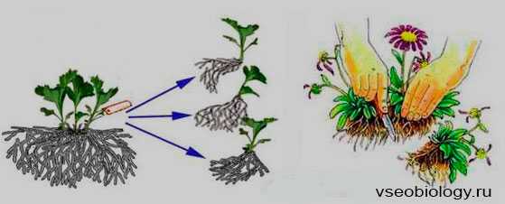 Как размножить декабрист? размножение цветка листами, черенками и семенами в домашних условиях? как рассадить и укоренить комнатное растение?